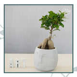 FACE PLANTER / ORGANISER